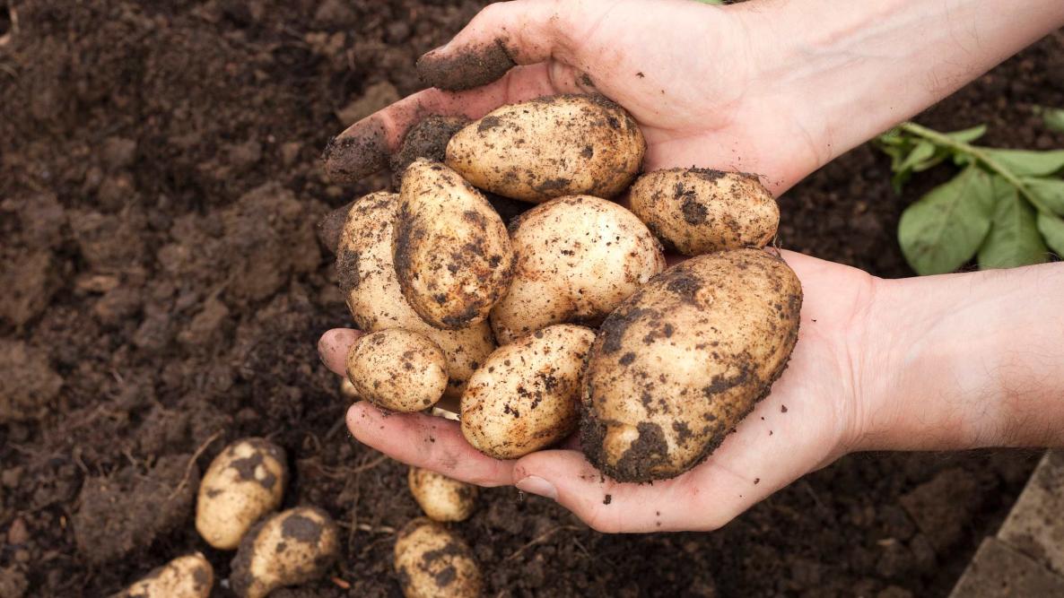 Growing Potatoes: Planting, Growing, and Harvesting Potatoes | The